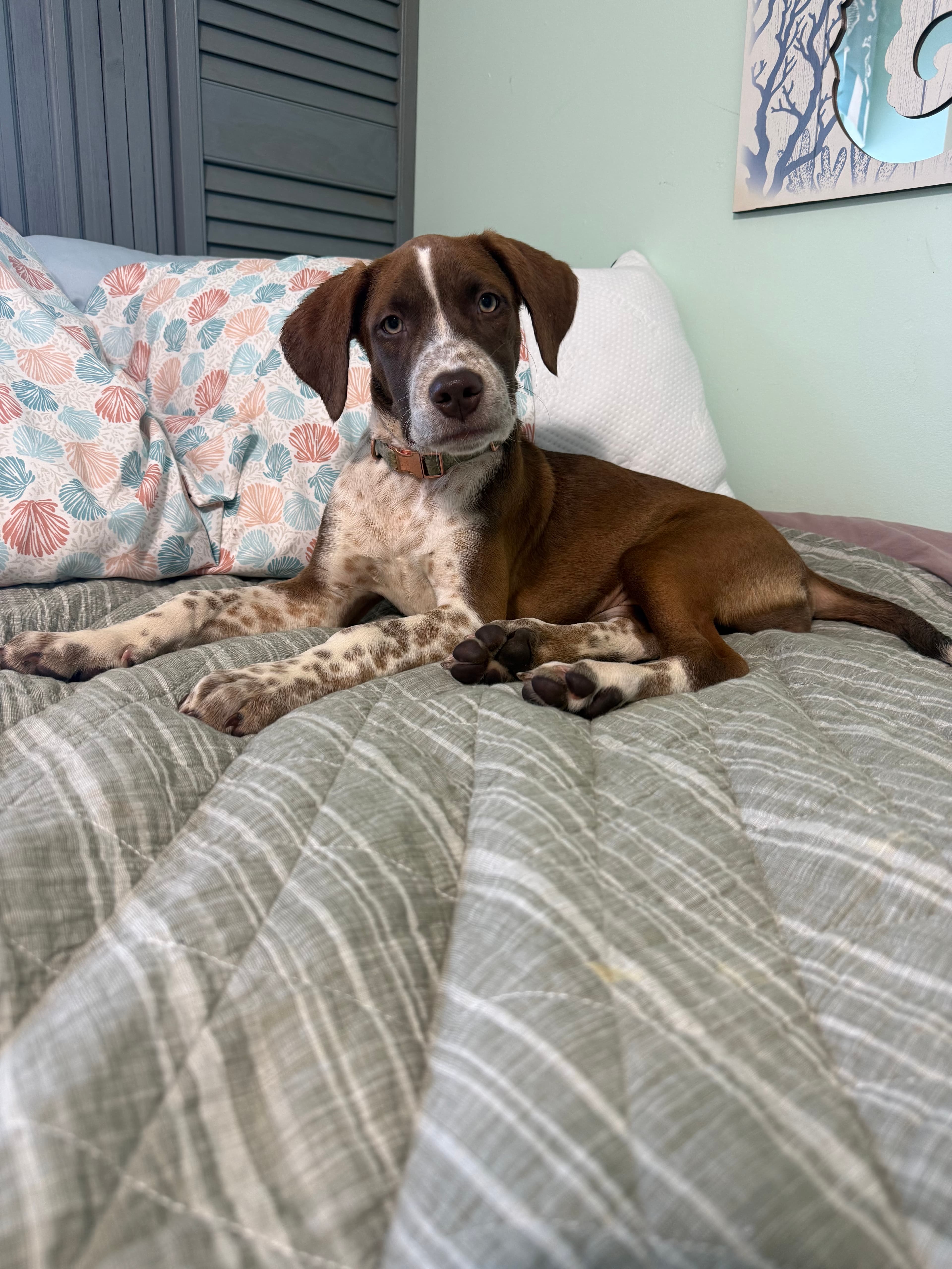 Hazel in their new home